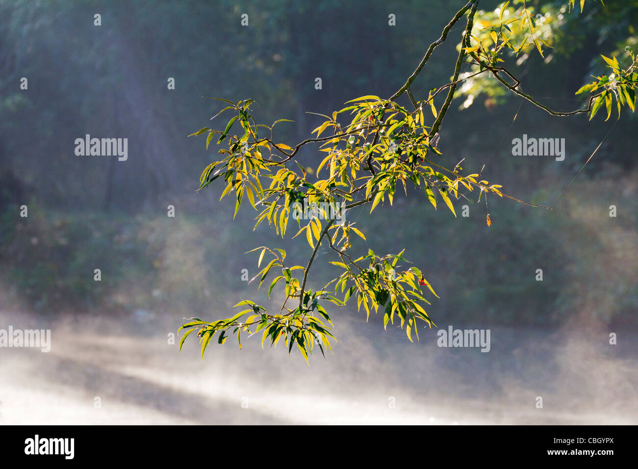 Misty morning and Autumn leaves by the Cherwell in Oxford 2 Stock Photo
