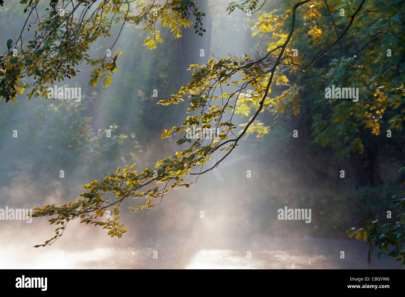 Misty morning and Autumn leaves by the Cherwell in Oxford Stock Photo