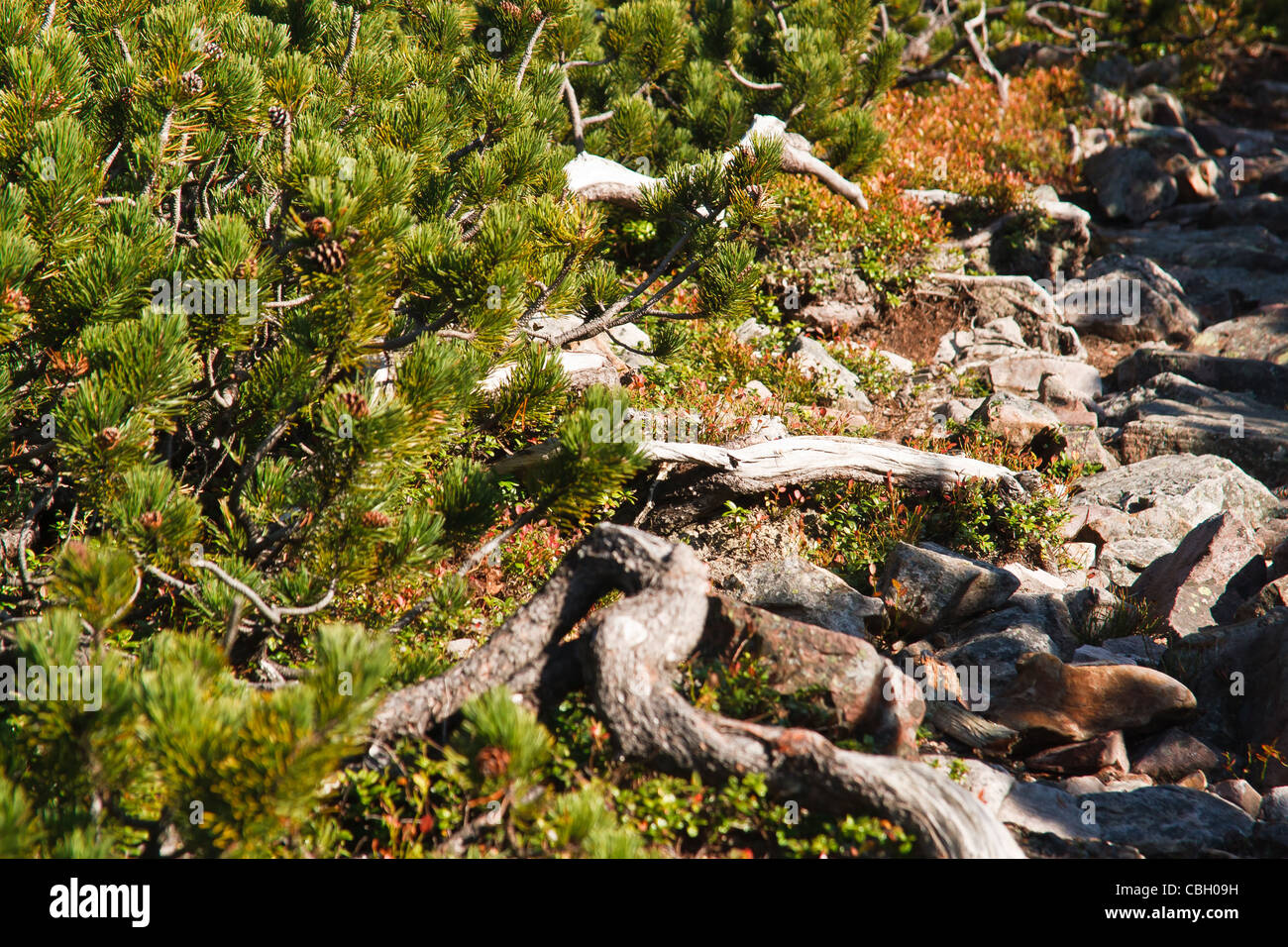 Mountain pine (Pinus mugo) close-up. Tatra National Park. Poland. Stock Photo