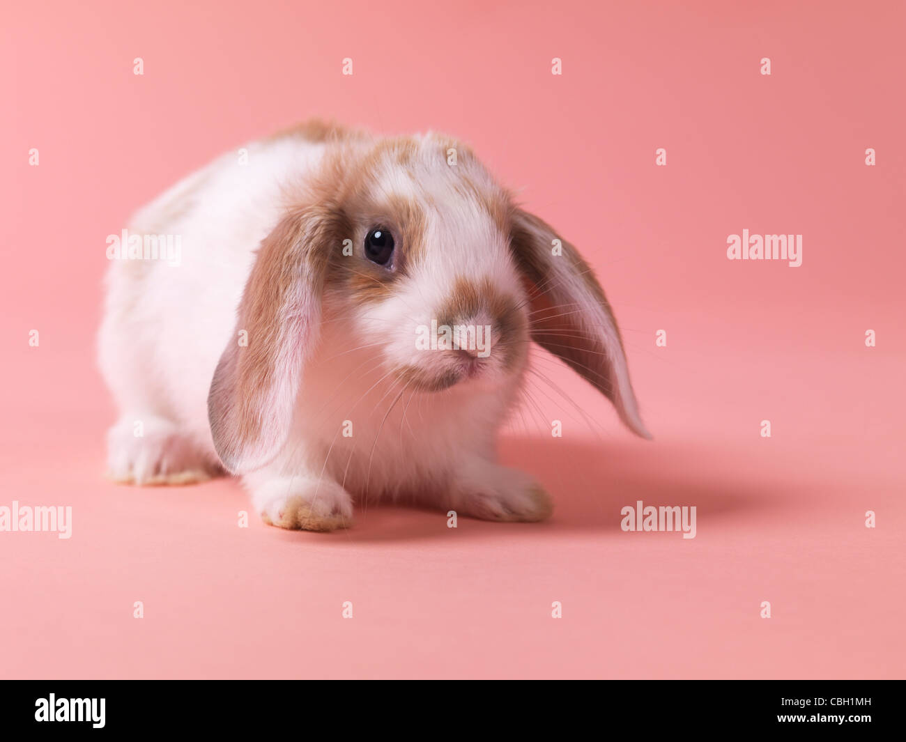 Cute little pet bunny rabbit isolated on pink background Stock Photo