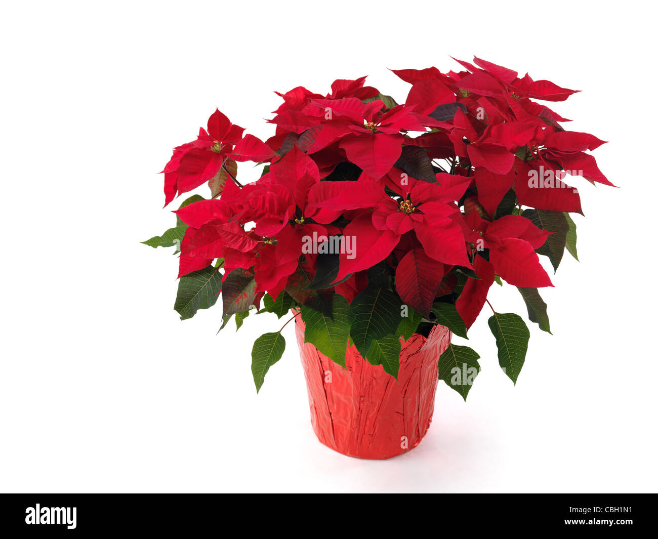 Poinsettia - red Christmas flower in a pot. Isolated on white background. Stock Photo