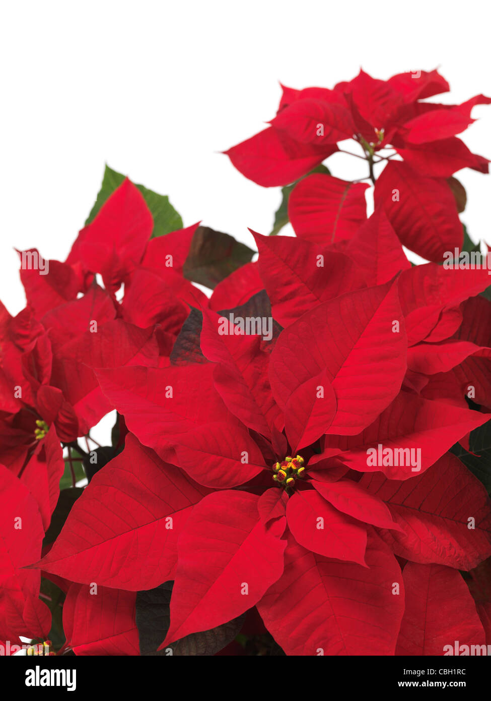 Poinsettia red Christmas flower leaves on white background Stock