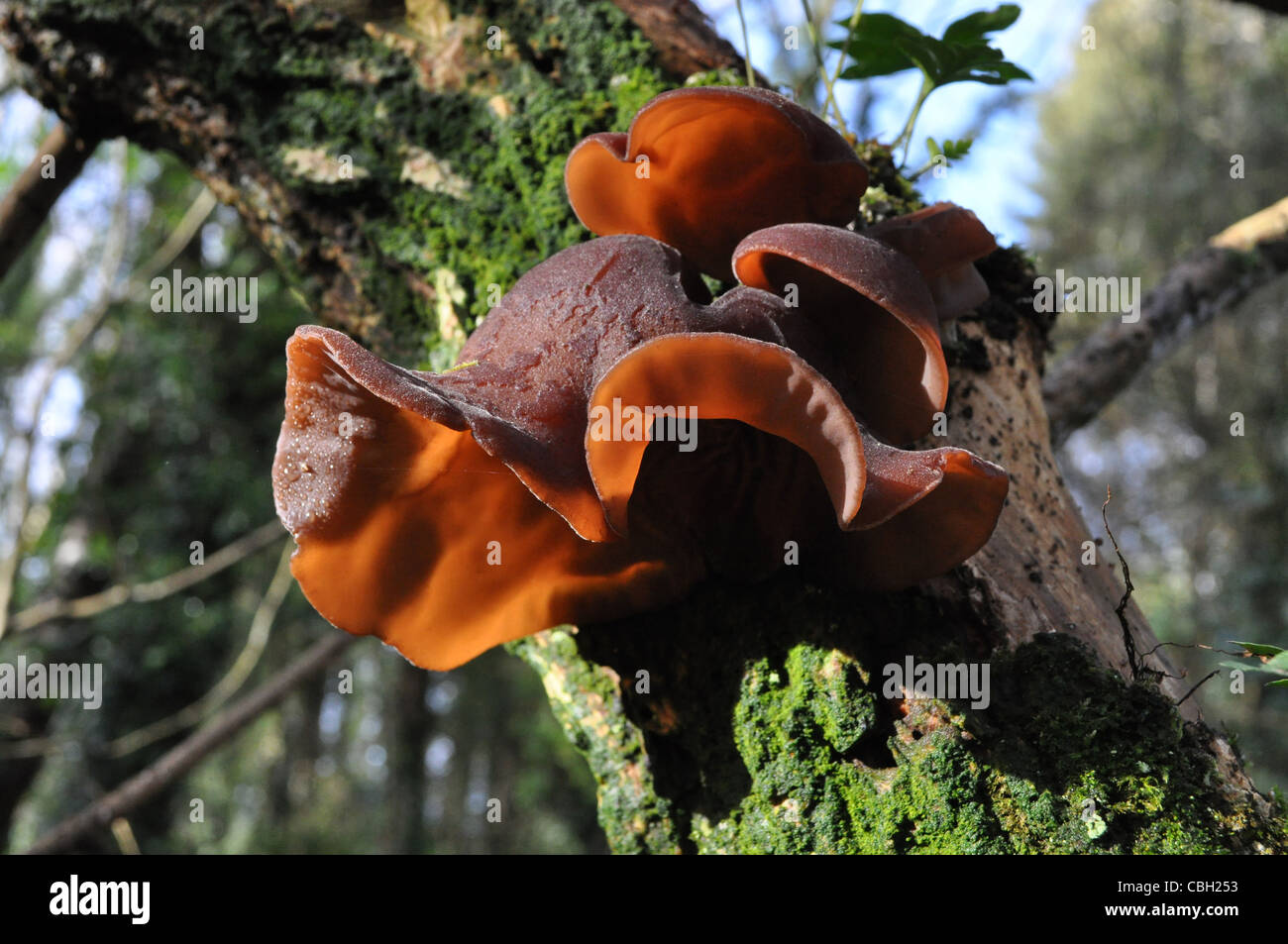Woodland fungi hi-res stock photography and images - Alamy