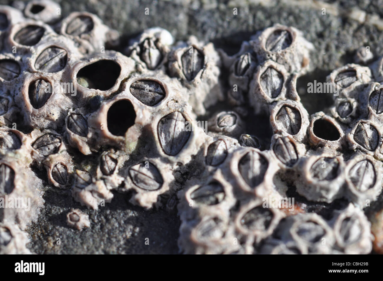 acron barnacles Stock Photo