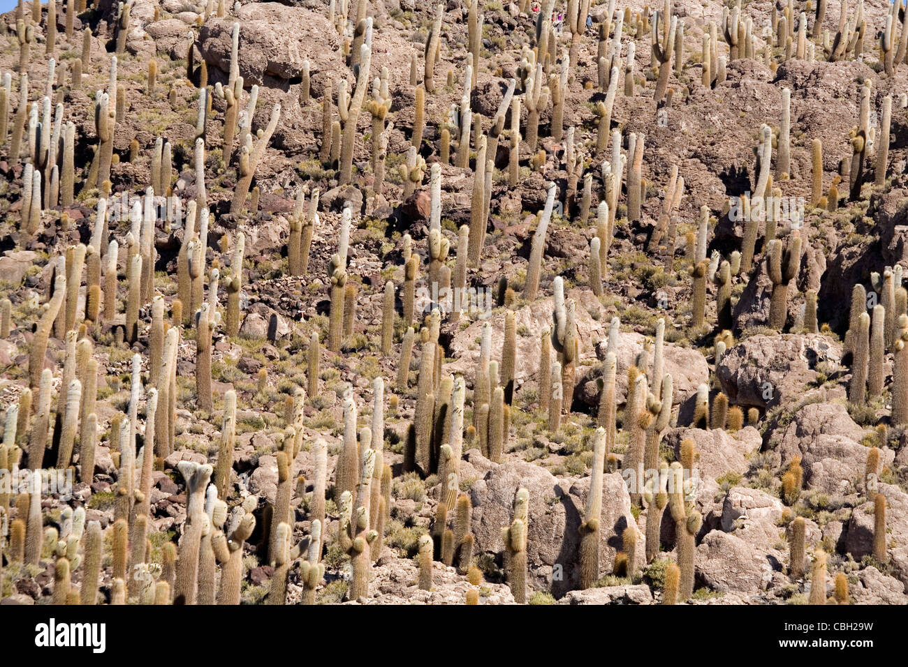 Cactus at Fish Island, salar de Uyuni (salt flat), Bolivia Stock Photo