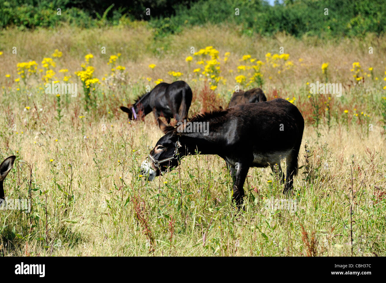 Donkey in a field,Ile de Groix,Island,Morbihan,Bretagne,Brittany,France Stock Photo