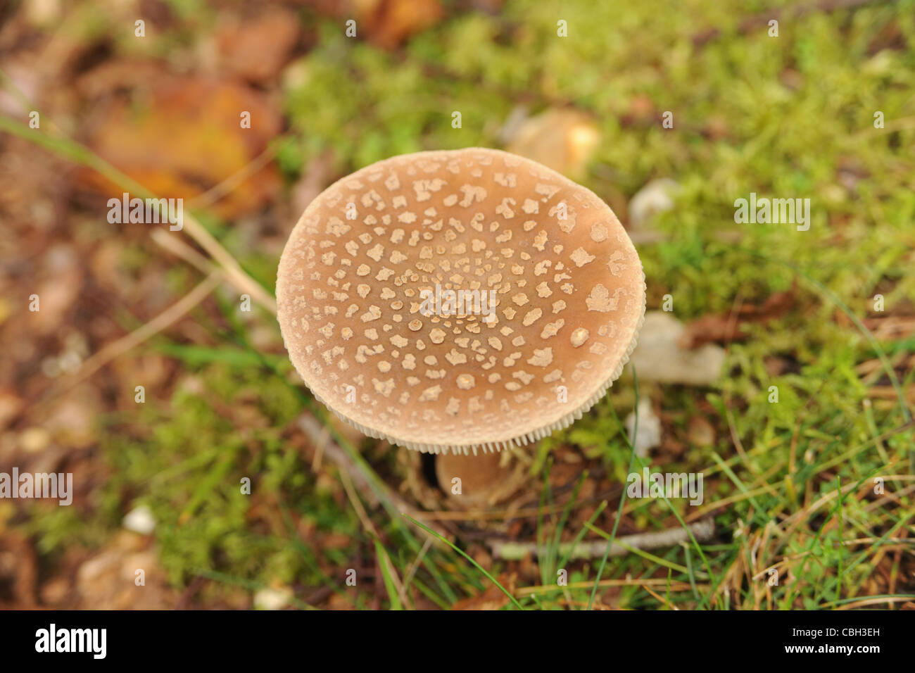 Mushroom, Fungi, Panther, Agaricineae, manita Pantherina Stock Photo