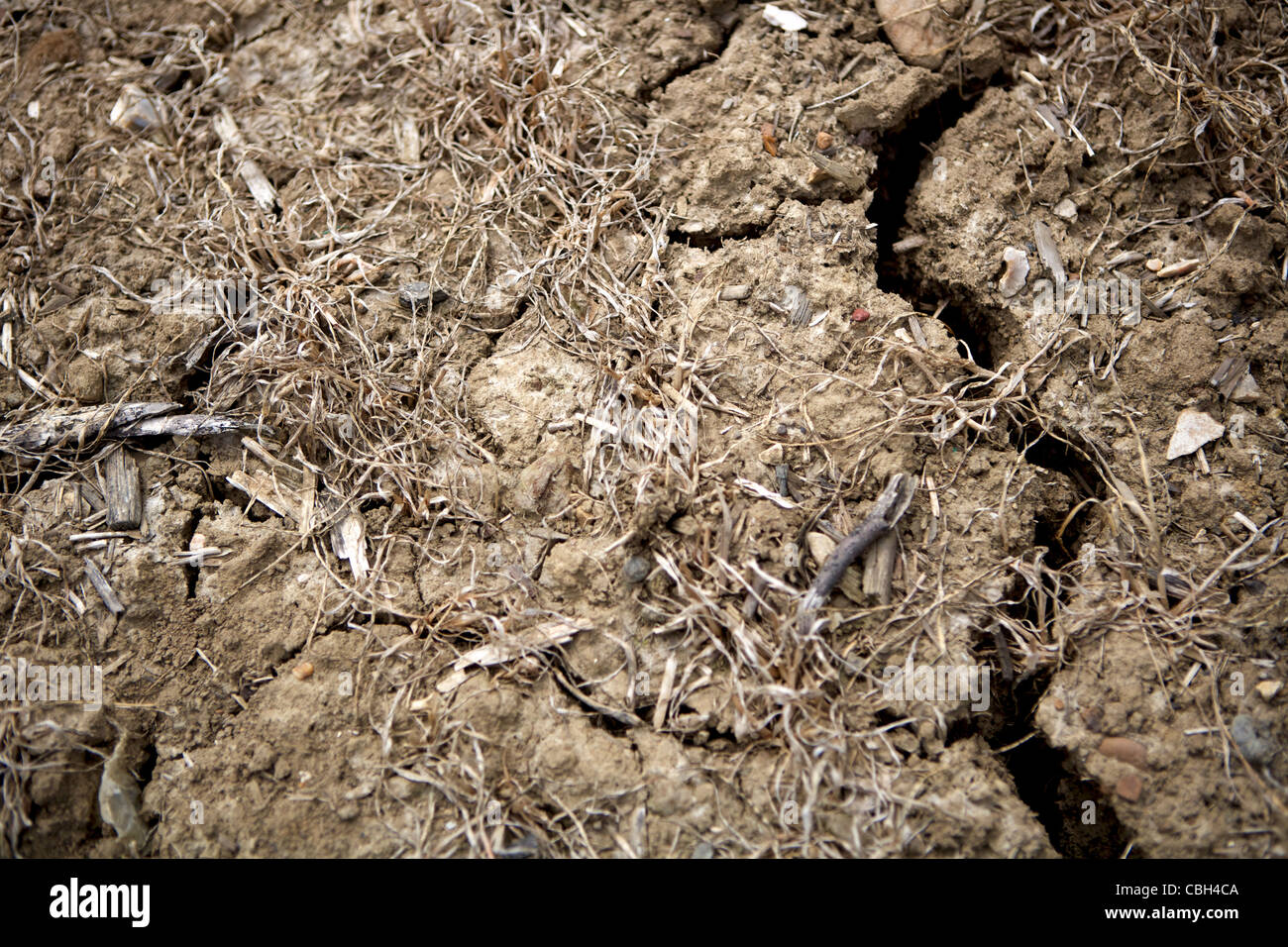Dry Soil with Desiccation Cracks and Withered Failed Cops and Plants, UK Stock Photo Alamy