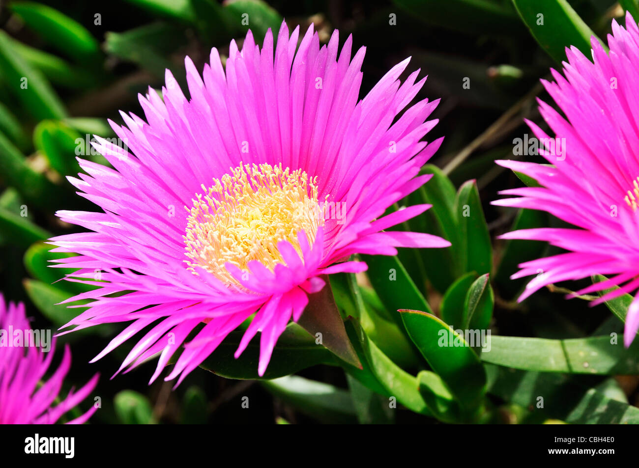 Pink flowers, Stromboli Island, Italy, Europe Stock Photo
