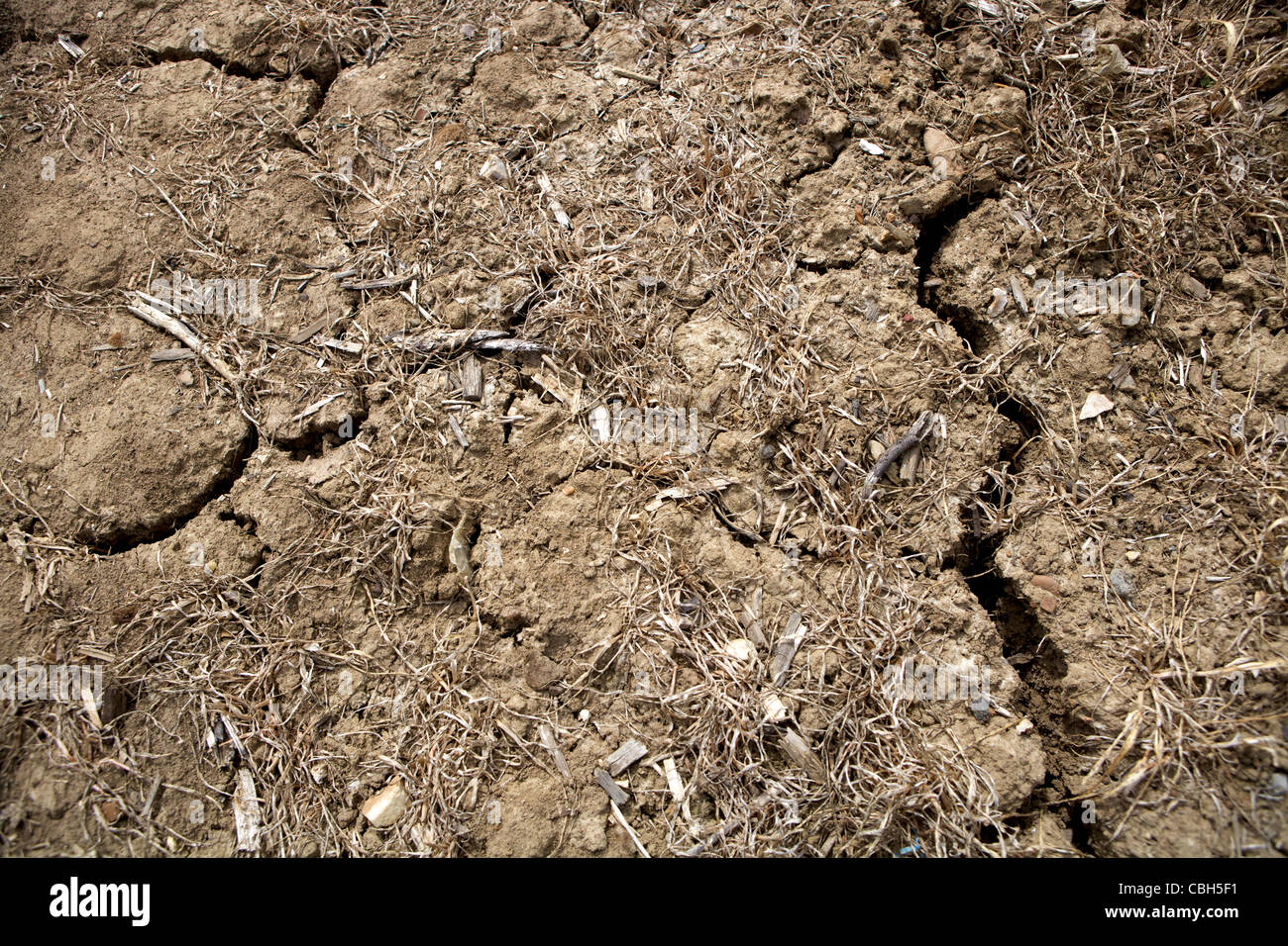 Dry Soil with Desiccation Cracks and Withered Failed Cops and Plants