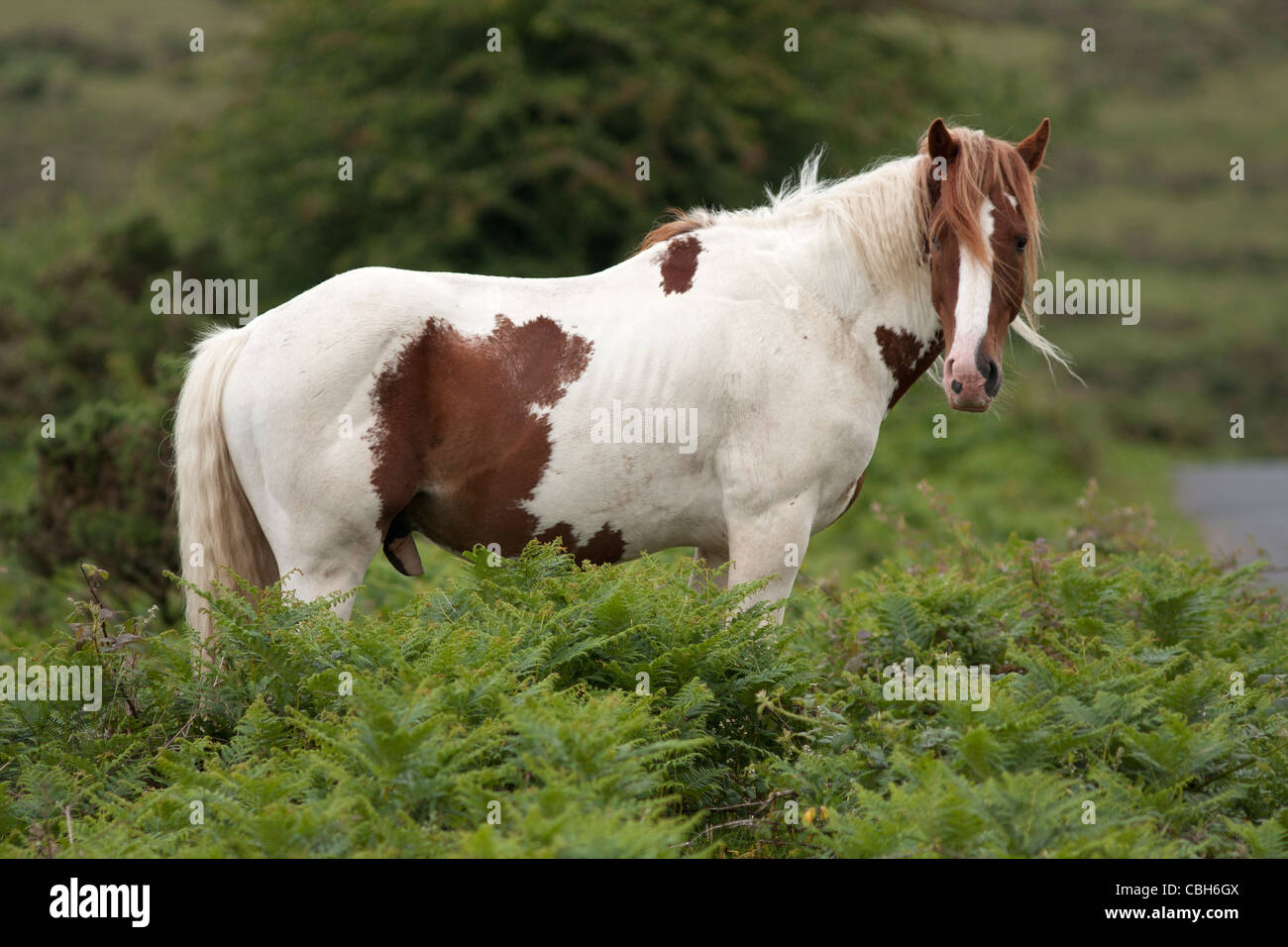 A horse in New forest looking at the camera. Stock Photo