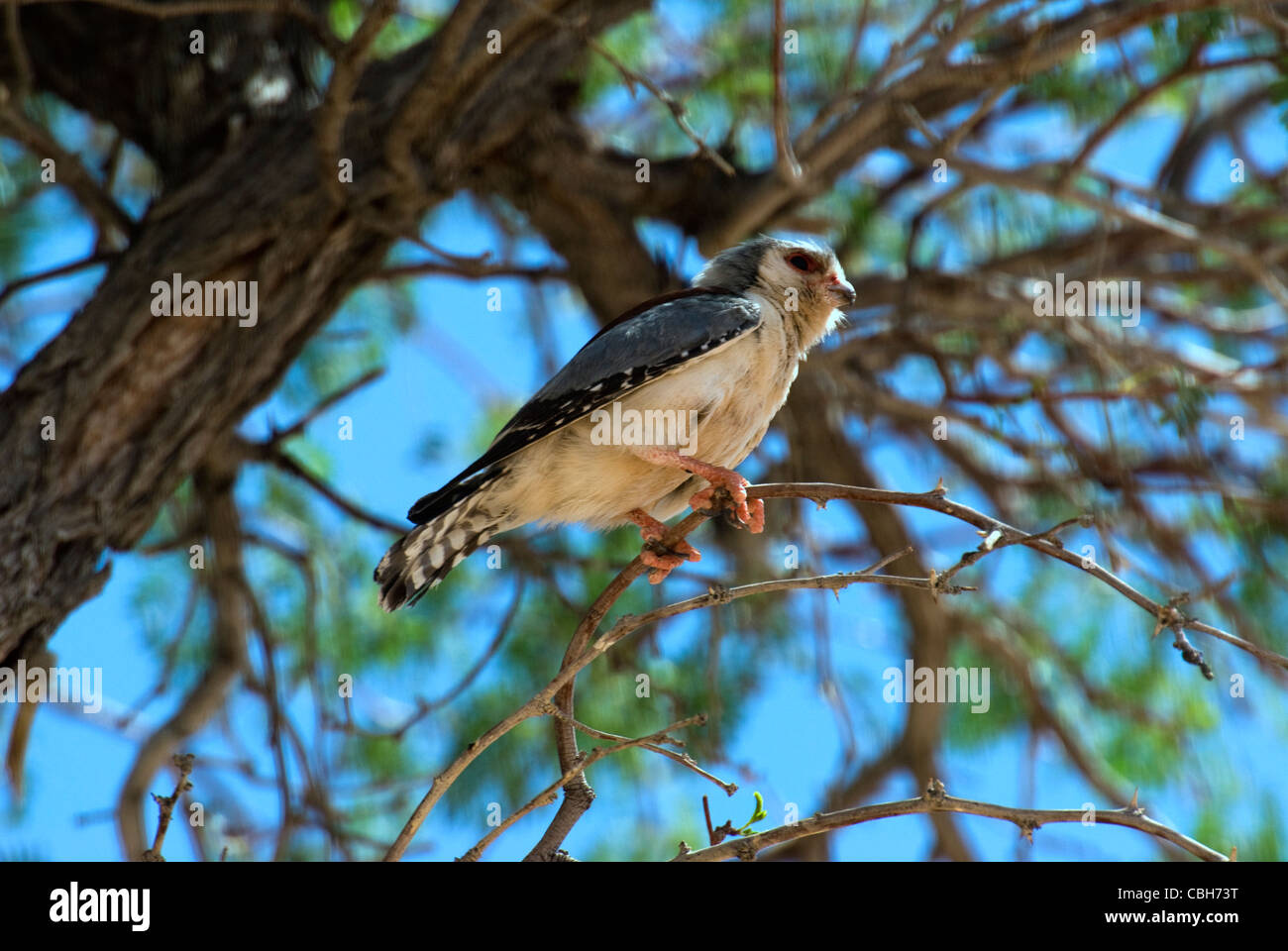 Pigmy Falcon rousting in tree Stock Photo