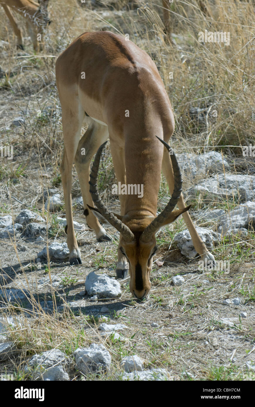 Black faced Impala feeding Stock Photo