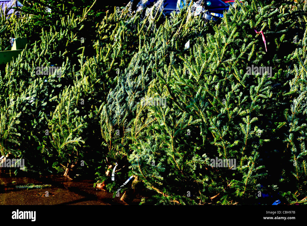Scotch Pine Christmas trees for sale Stock Photo Alamy