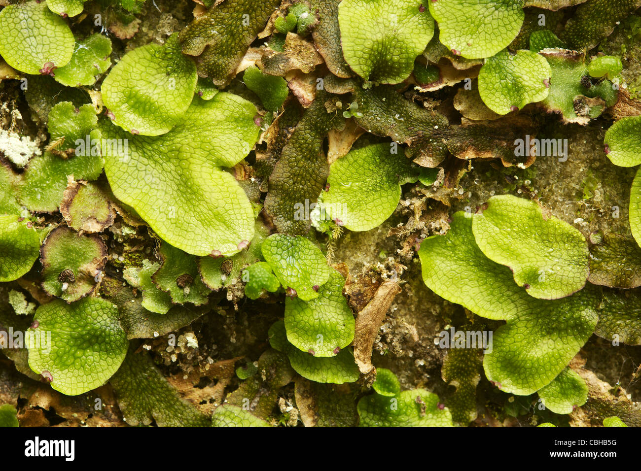 Liverworts on canyon wall Starved Rock State Park Illinois Stock Photo