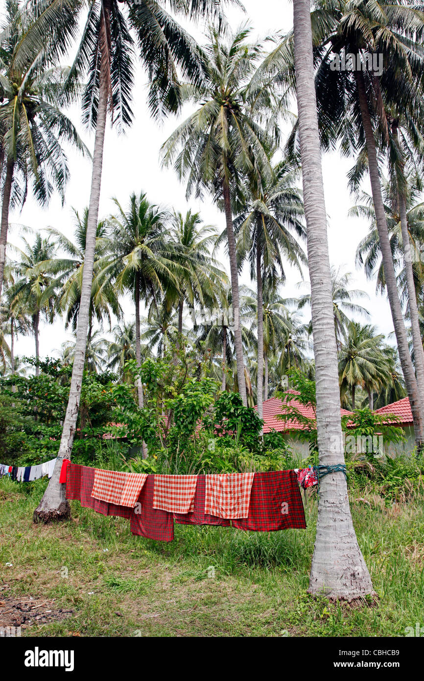 Washing line hanging out to dry between two palm trees on Raya Island, Phuket, Thailand Stock Photo