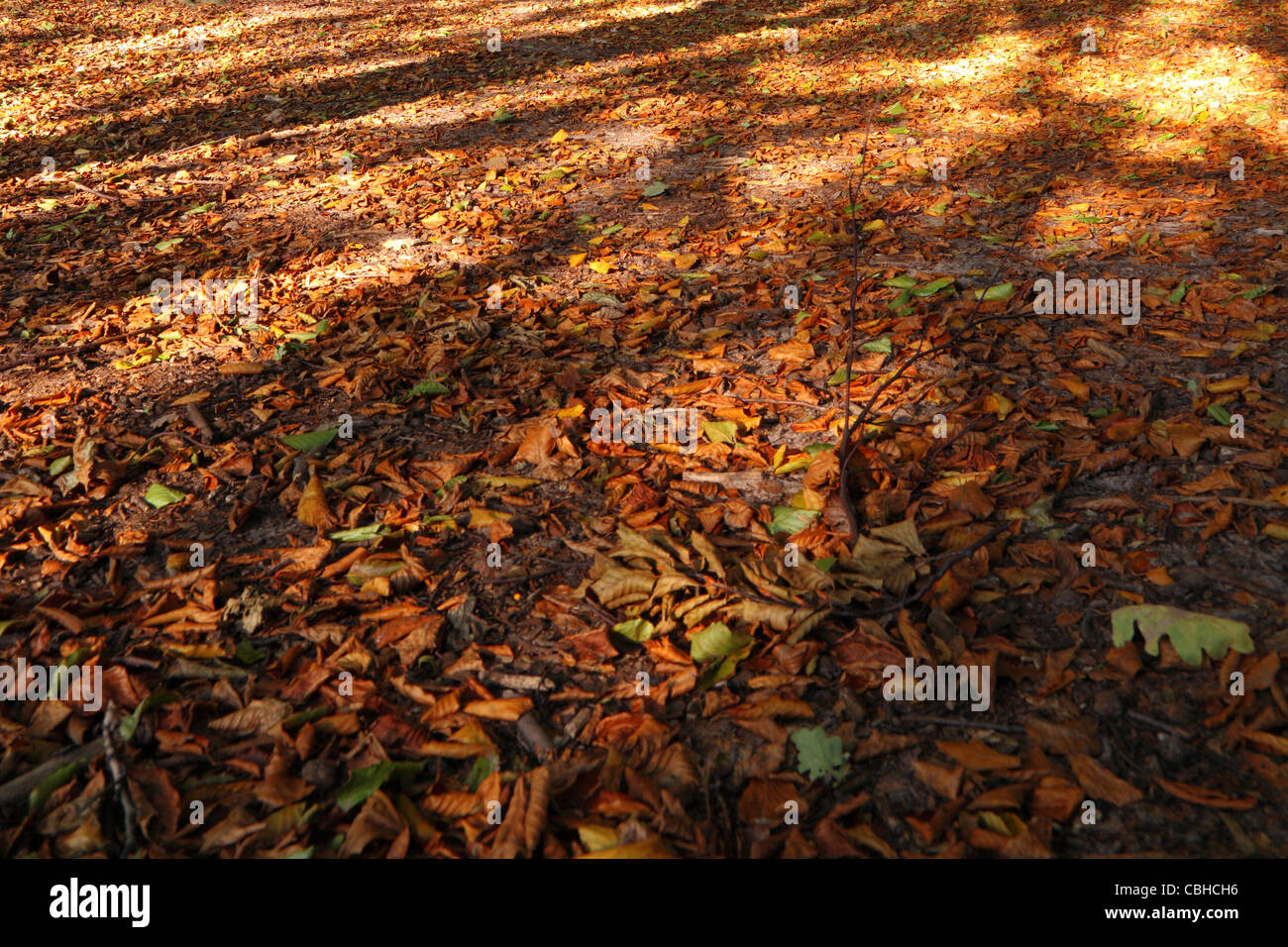 Fall Texture Yellow yellow Autumn leaves background texture Stock Photo - Alamy