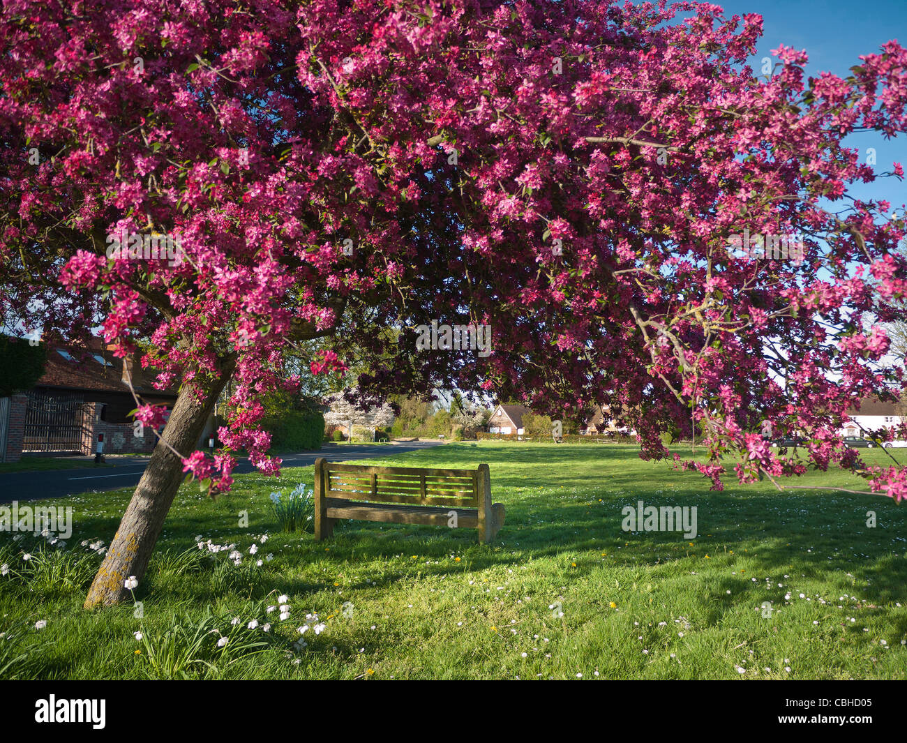 RIPLEY SEND Village green and spring cherry tree blossom framing public bench at Send Ripley Surrey UK Stock Photo