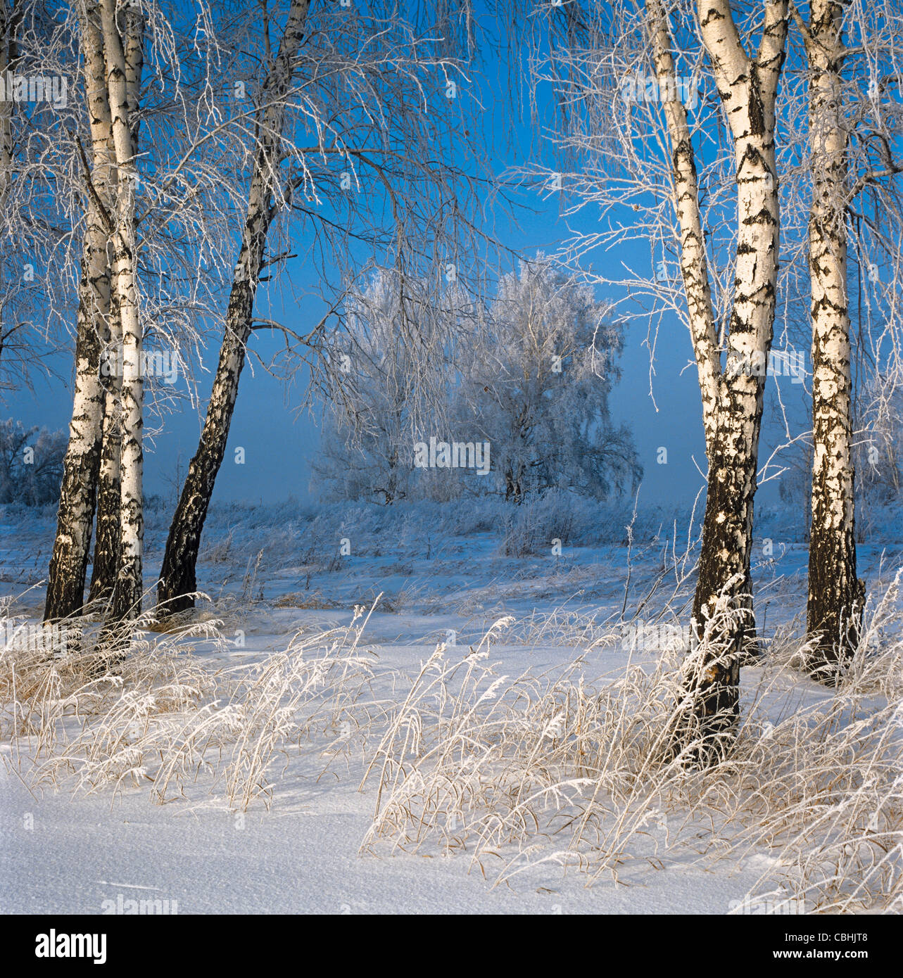 Siberia birch trees hi-res stock photography and images - Alamy