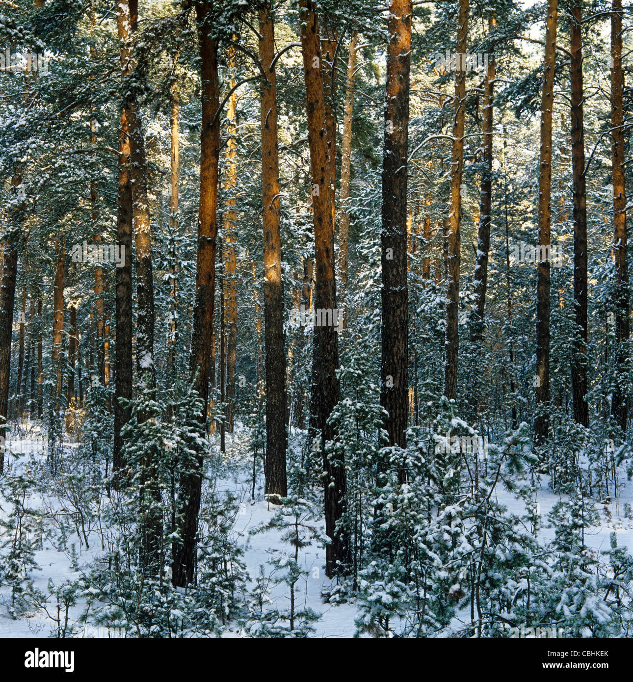 Barnaul Band type pine forest in winter Stock Photo