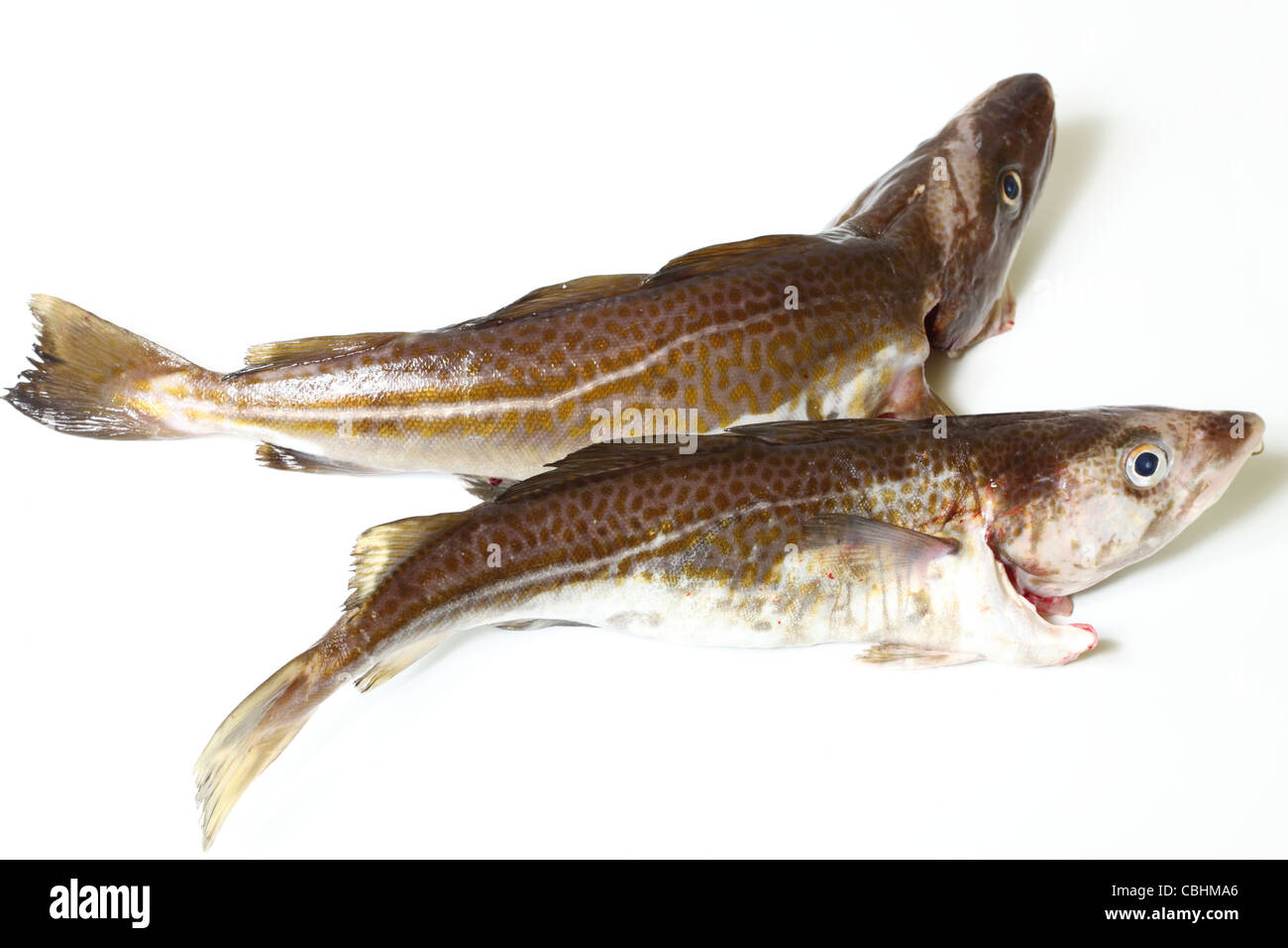 Raw cod fish on white background Stock Photo - Alamy