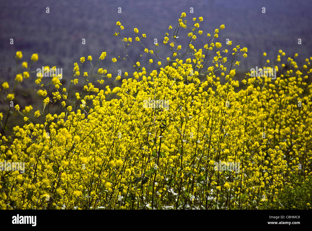 Desert flowers bloom after Spring rains in the Sonoran desert of Baja