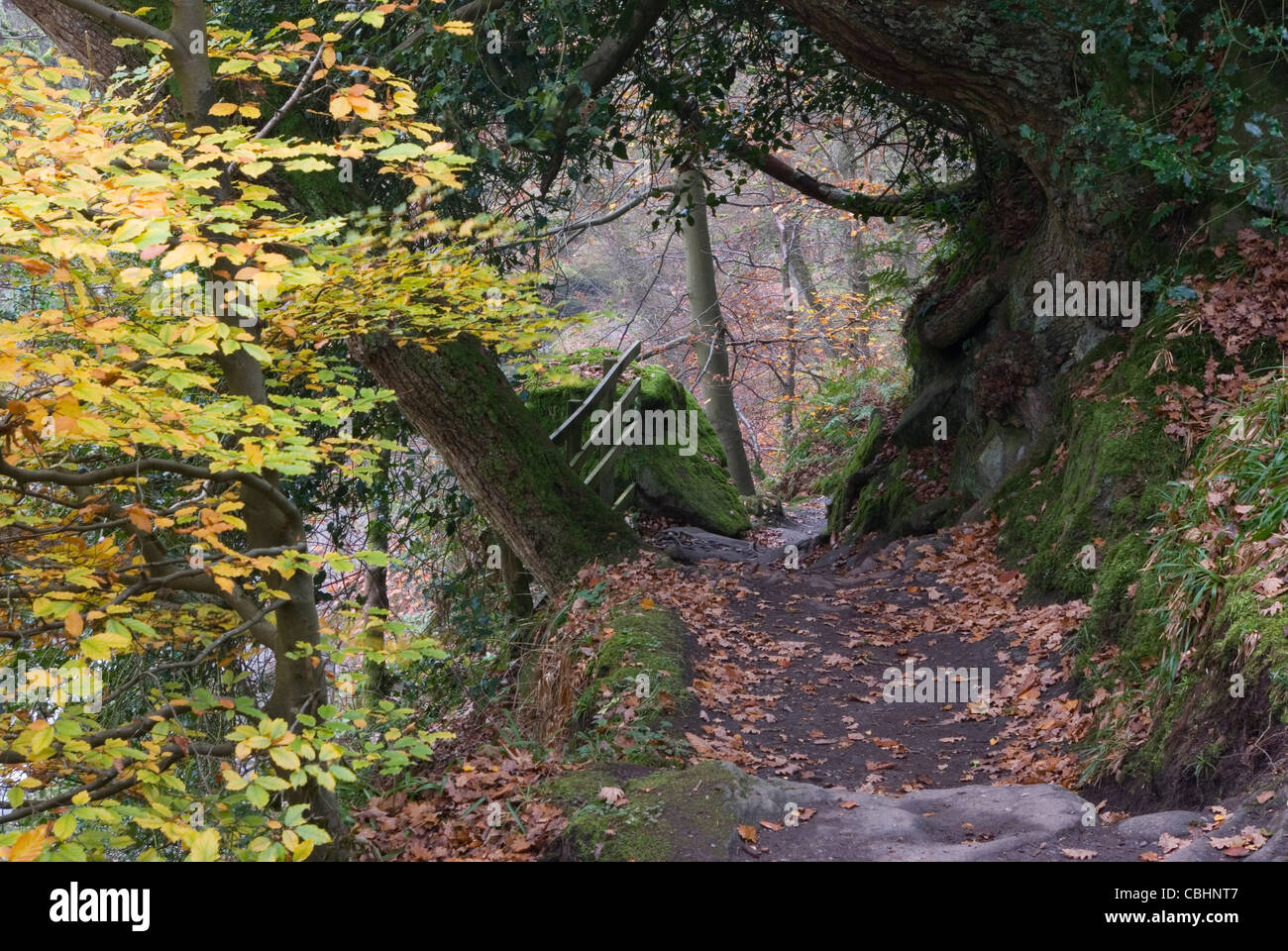 Footpath leading to The Strid Stock Photo