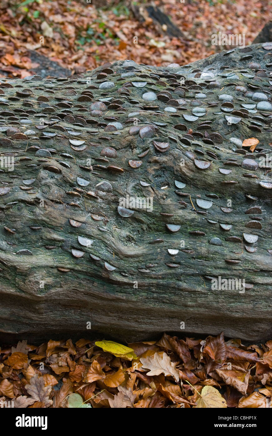 Coins in log in Strid Woods, or a 'Wish Tree' Stock Photo