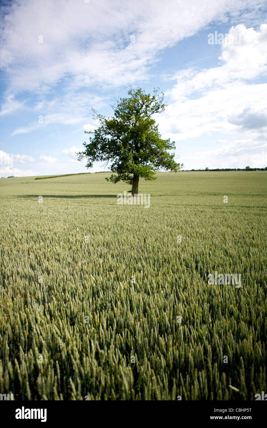Ripening Wheat Crop with Tree Stock Photo