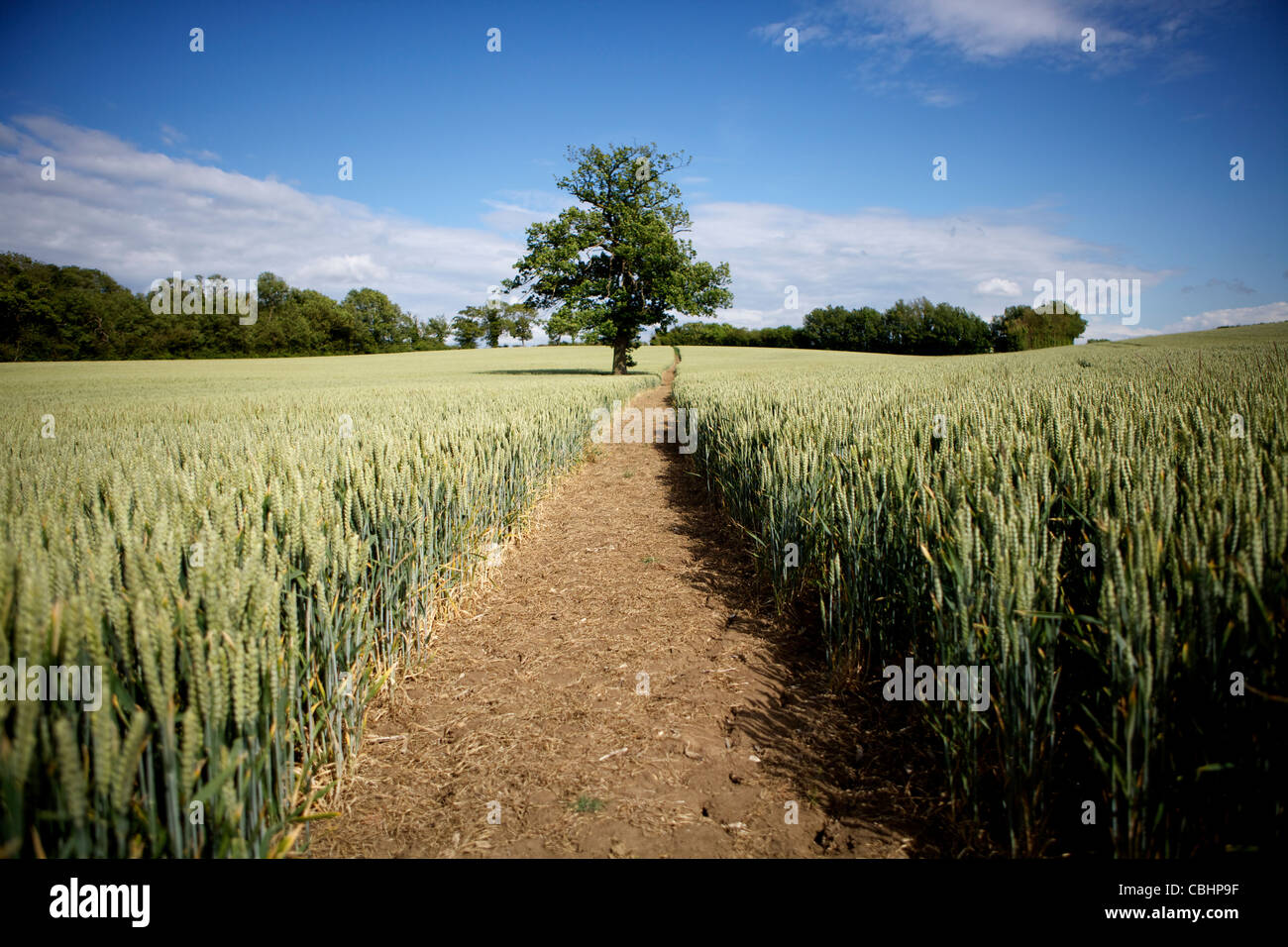 Ripening Wheat Crop with Tree and Footpath Stock Photo