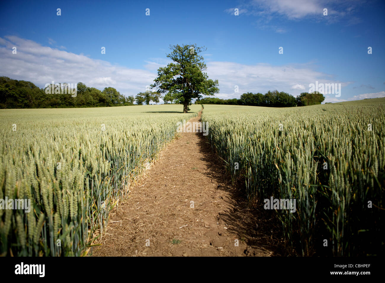 Ripening Wheat Crop with Tree and Footpath Stock Photo