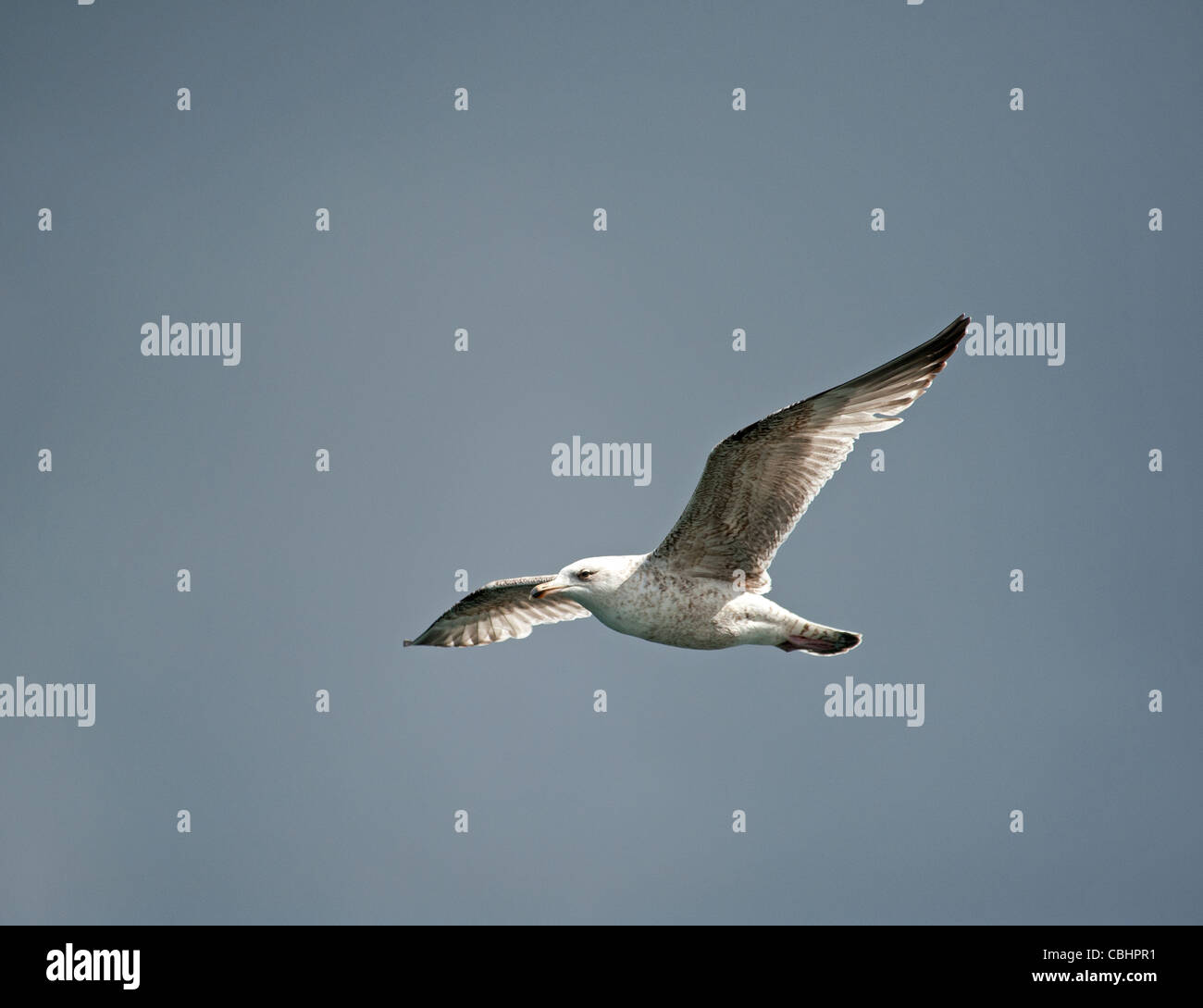 Young Herring Gull follows a fishing boat in search of food. SCO 7796