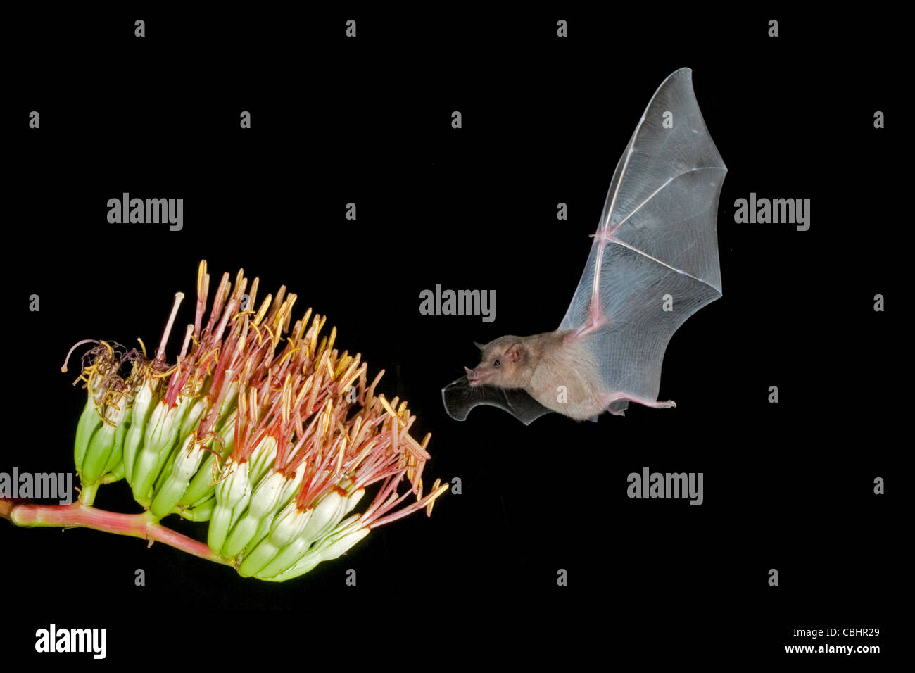 Mexican Long-tongued Bat Choeronycteris mexicana Amado, Arizona, United States 19 August Adult at Parry's Agave flowers. Stock Photo