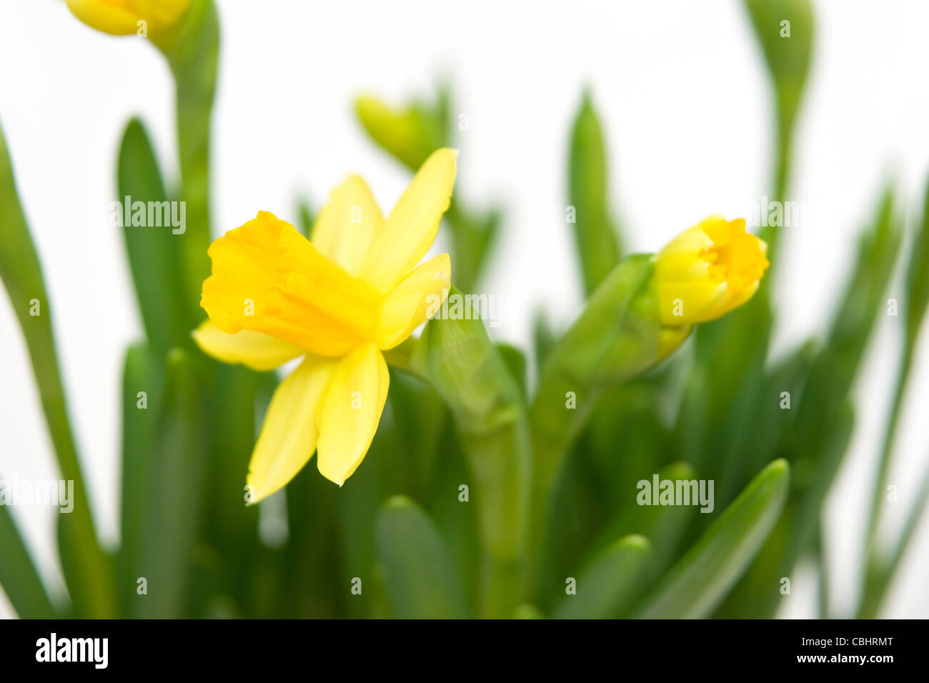 White easter lillys hi-res stock photography and images - Alamy
