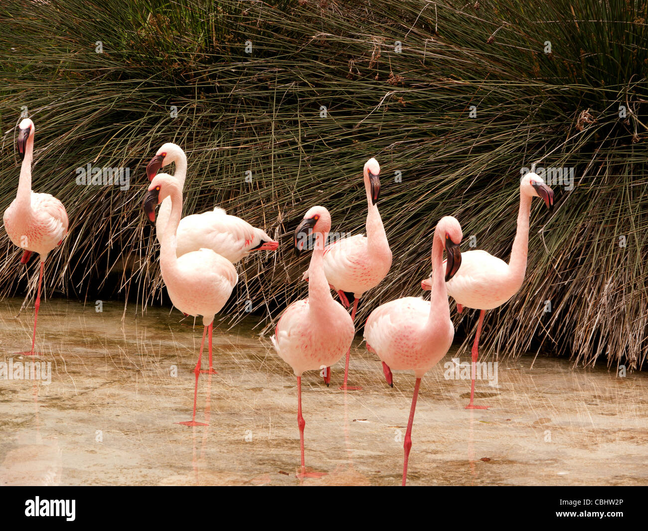 Flamingoes in the Oasis animal park, Fuerteventura, Balearic Island, Stock Photo