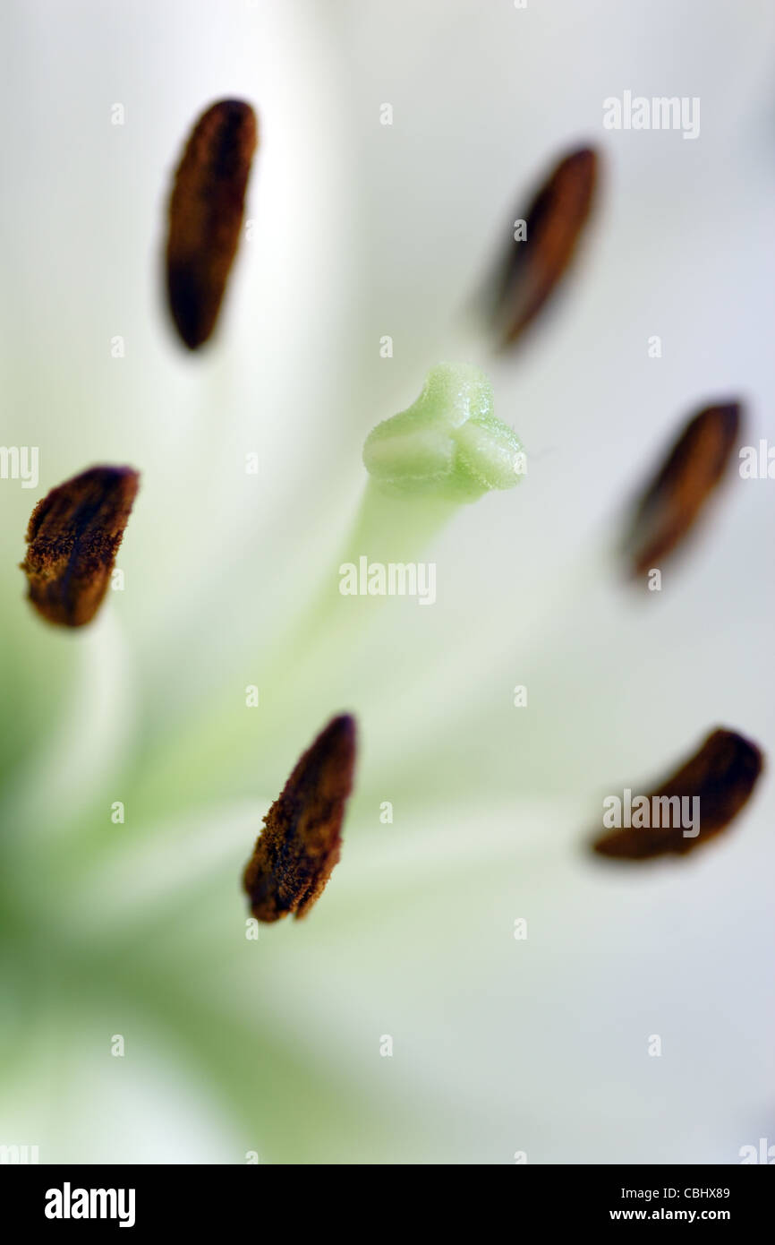 Stamens and stigma of white Lily Flower (Lilium genus Stock Photo Alamy
