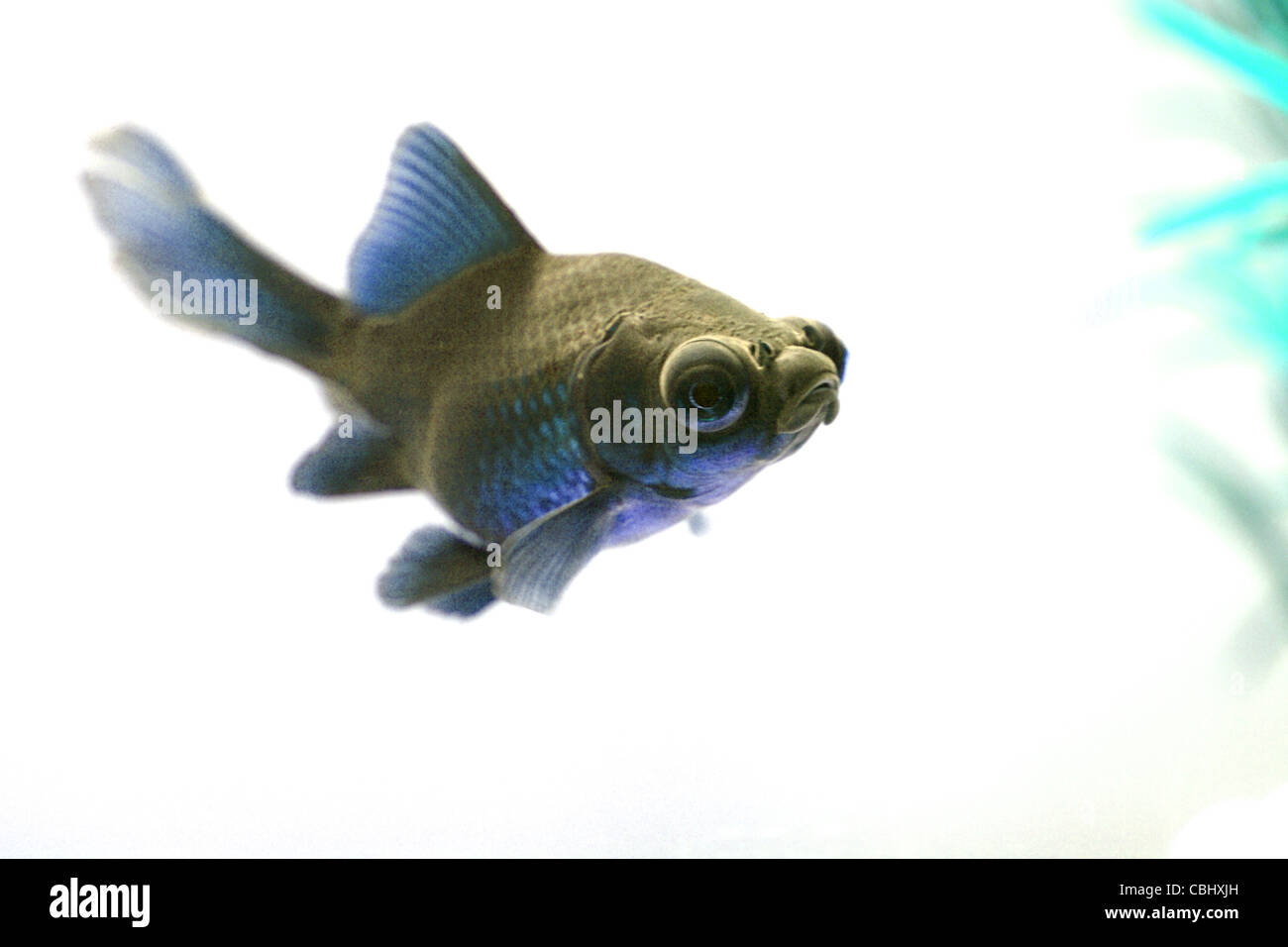 Chinese Black Moor Fish / Globe Eyed Fish swimming in fishtank Stock