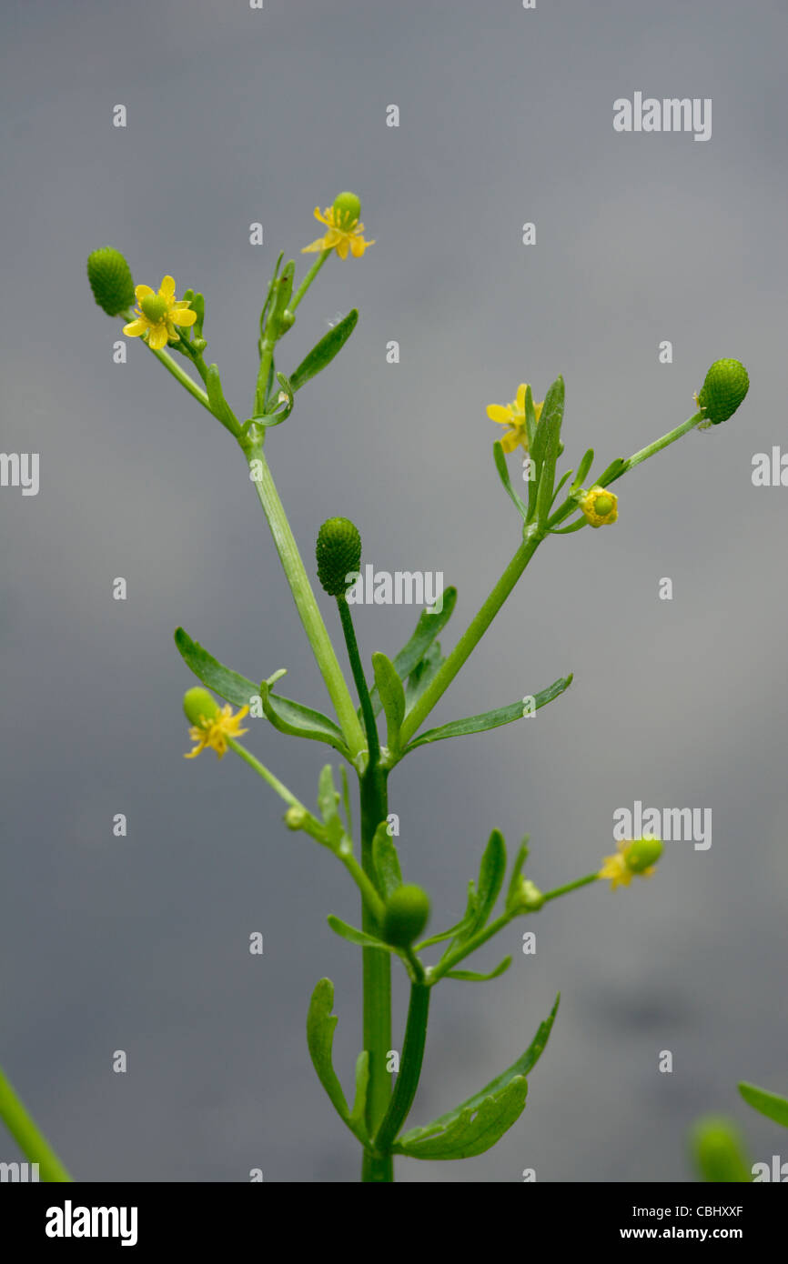 Celeryleaved Buttercup (Ranunculus sceleratus), England, UK Stock