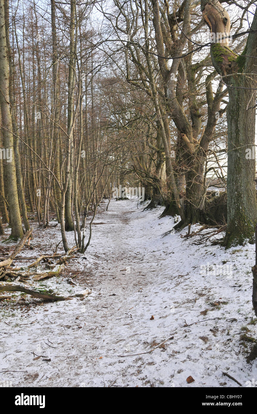 Path through the woods in the Fetternear Estate, Kemnay Stock Photo Alamy