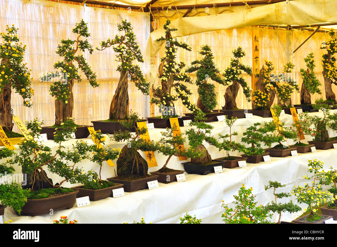 Flower Festival, Matsumoto Castle, Matsumoto City, Nagano Prefecture