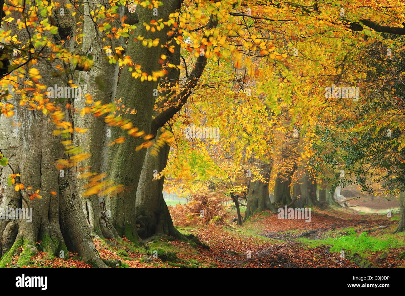 Ashridge Forest near Berkhamstead, UK. Autumn 2011 Stock Photo