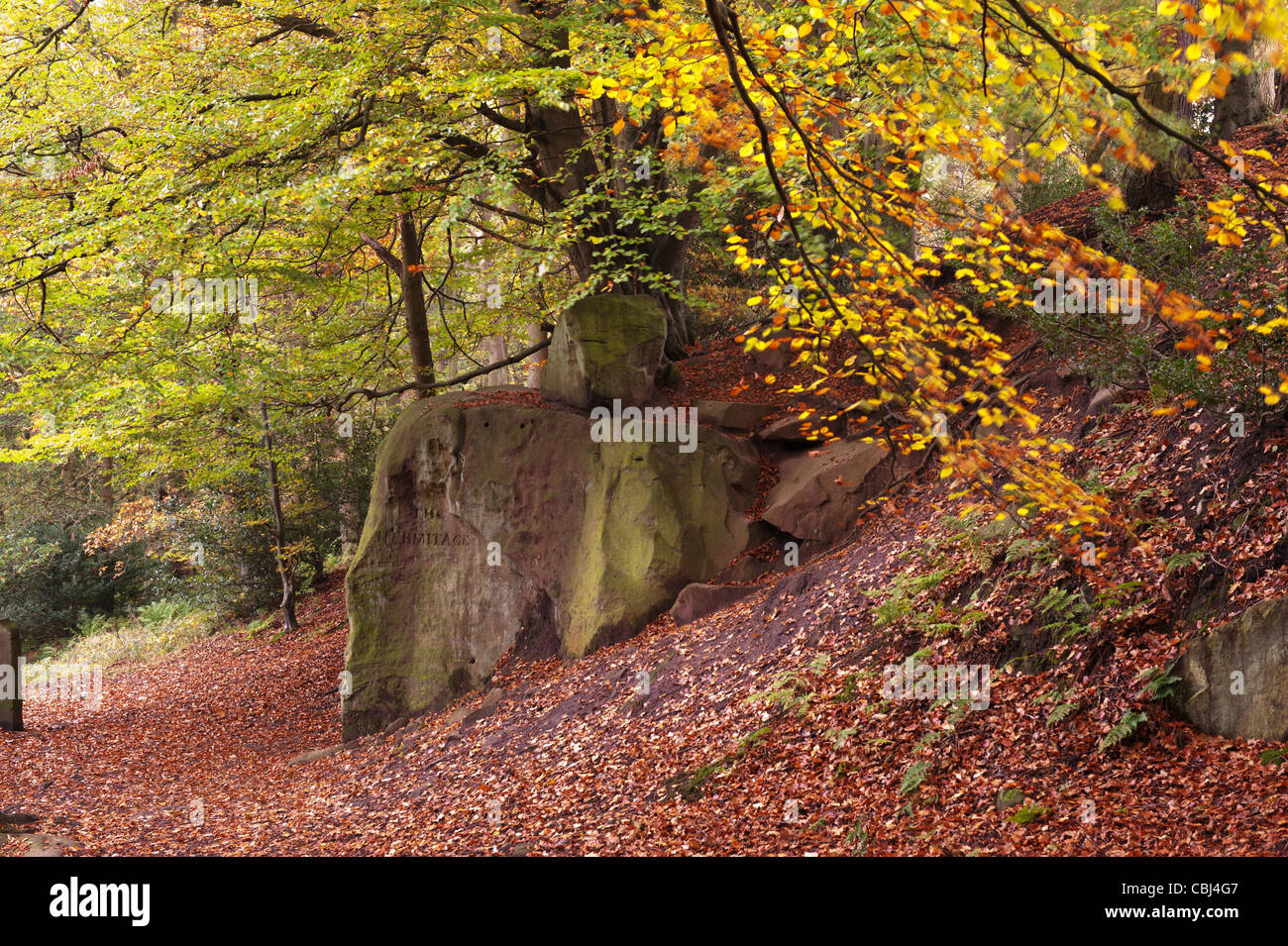 Autumn in Great woods Sneaton forest North Yorkshire. Stock Photo