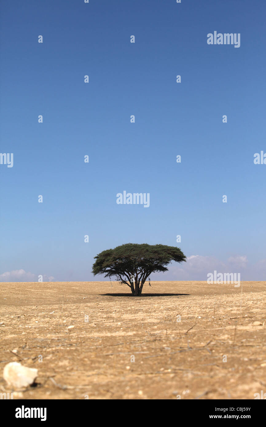 tree in the desert, sunny day in summer heat Stock Photo