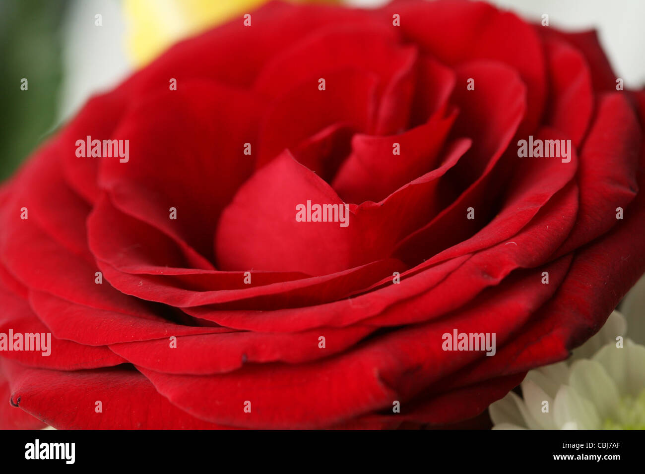 red Rose. Stock Photo