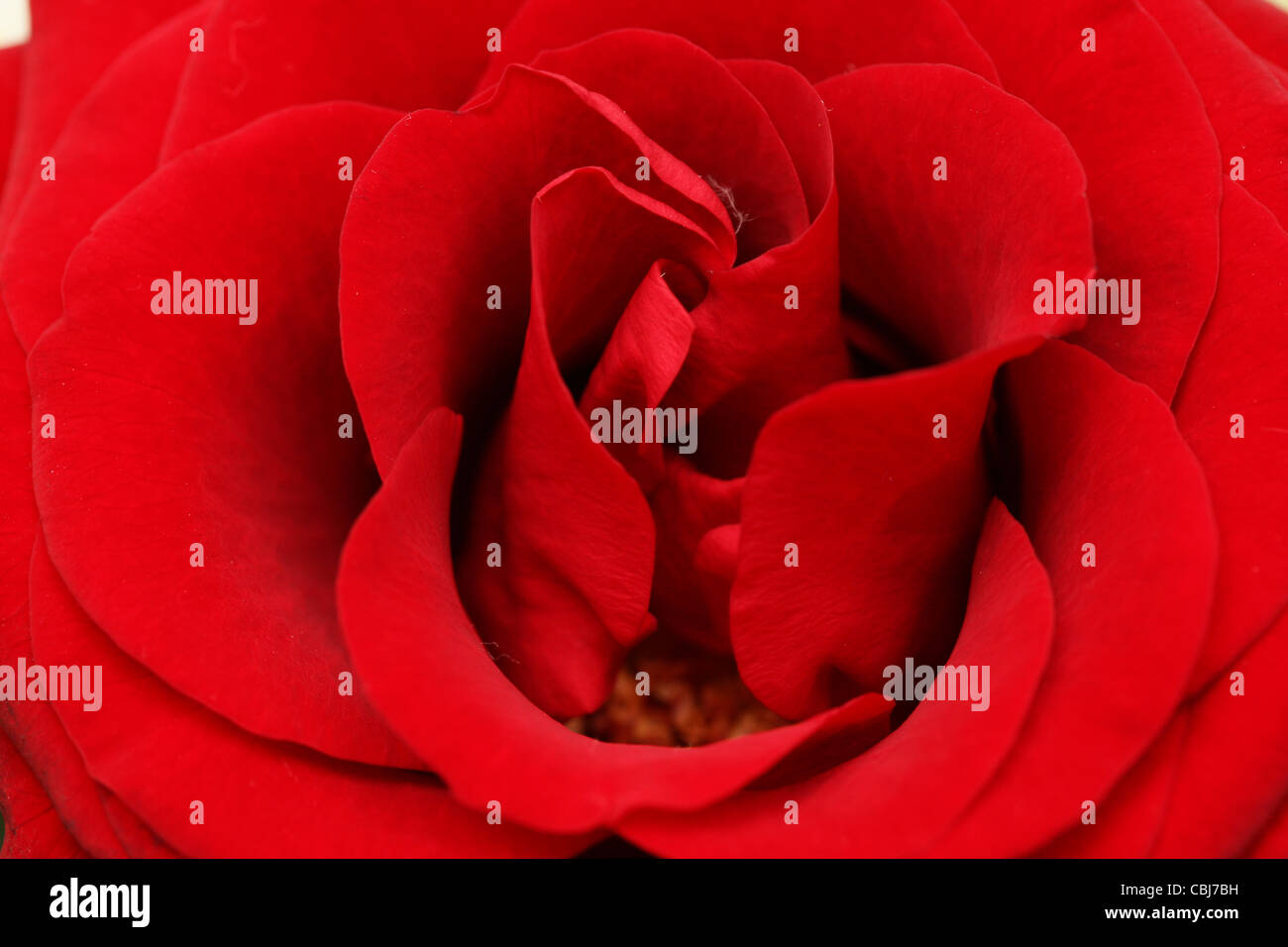 red Rose. Stock Photo