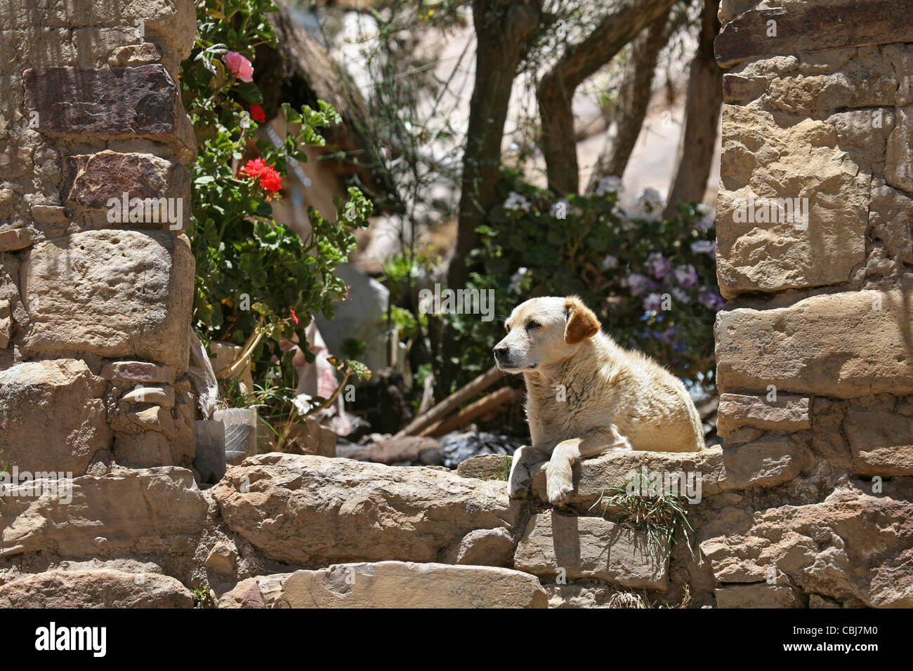 Dog resting in Inca ruin on the island Isla del Sol in Lake Titicaca, Bolivia Stock Photo