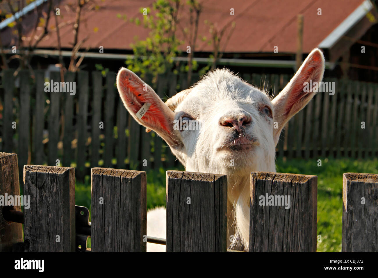 Portrait of a Goat looking over a wood gate, Chiemgau Upper Bavaria Germany Stock Photo
