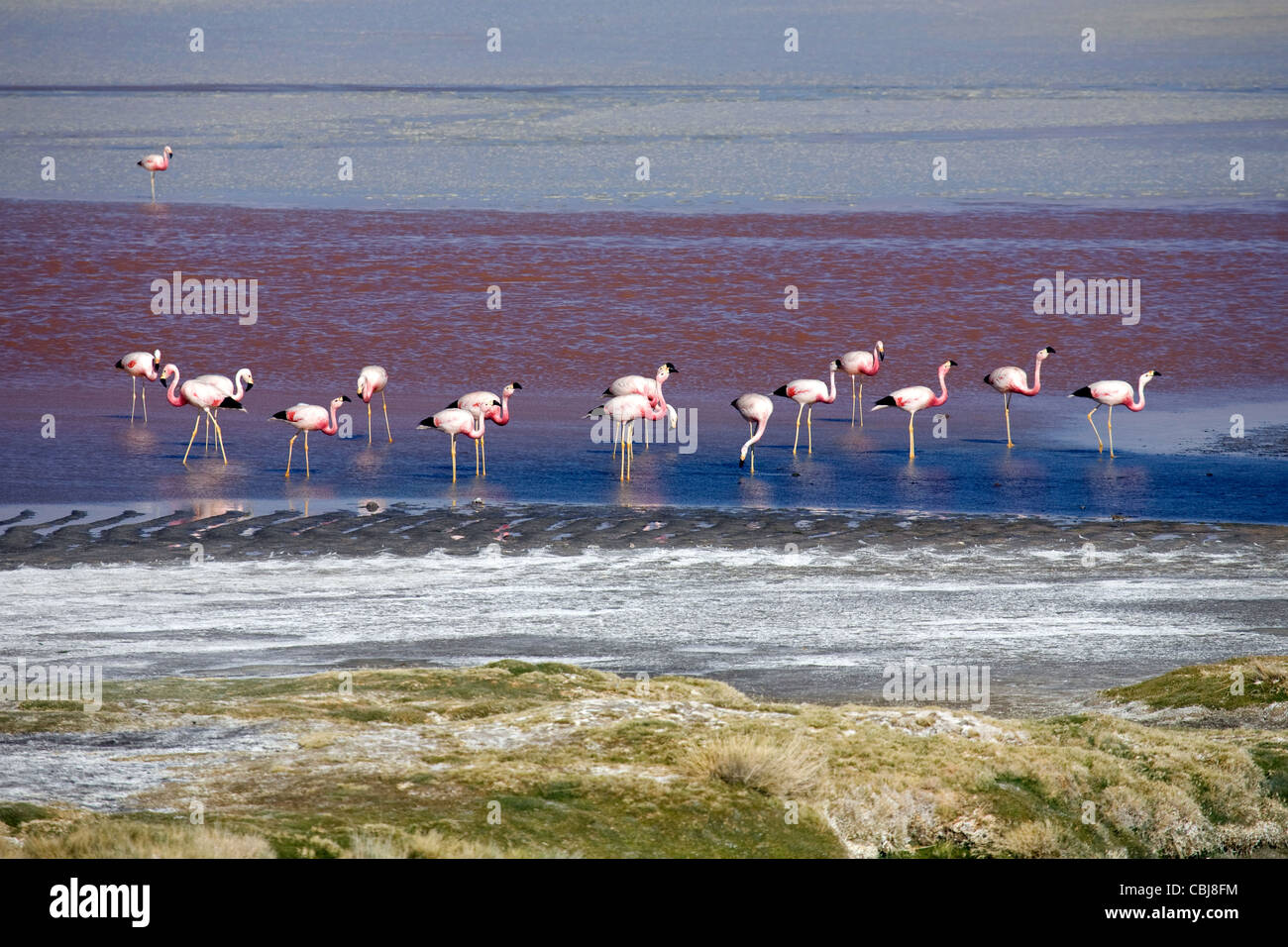 Andean flamingos (Phoenicoparrus andinus) foraging in the salt lake Laguna Colorada on the Altiplano, Bolivia Stock Photo