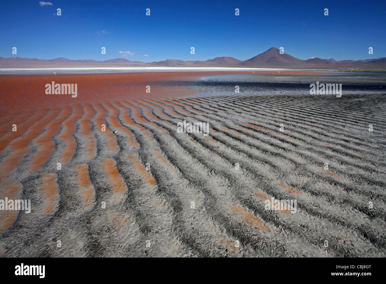 The red coloured salt lake Laguna Colorada on the Altiplano, Bolivia Stock Photo