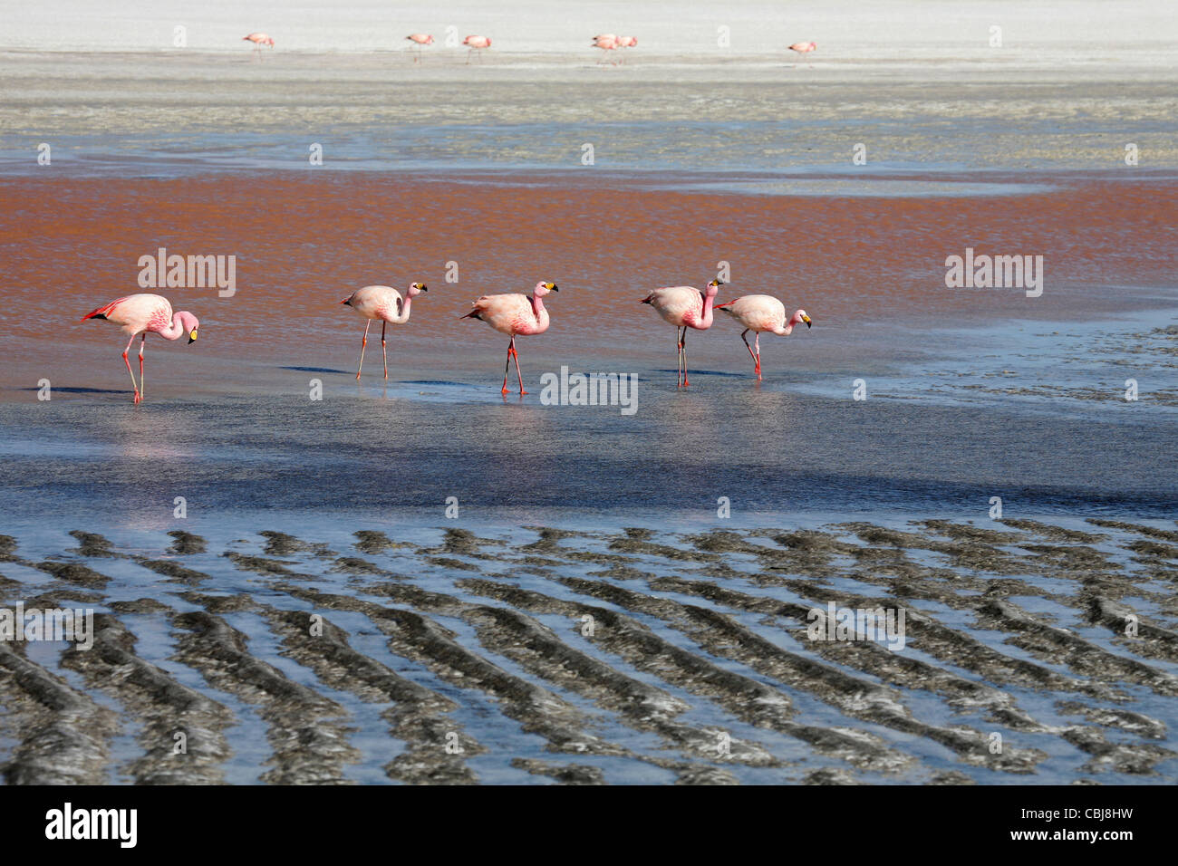 Puna / James's Flamingos (Phoenicoparrus jamesi) in the salt lake Laguna Colorada on the Altiplano, Bolivia Stock Photo